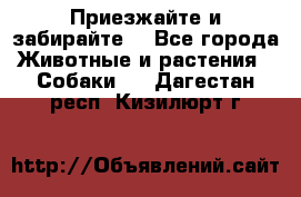 Приезжайте и забирайте. - Все города Животные и растения » Собаки   . Дагестан респ.,Кизилюрт г.